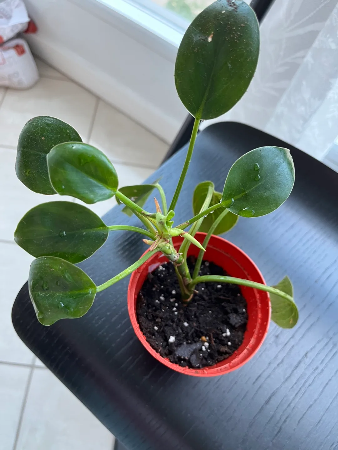 Potted Philodendron birkin 🥕 thumbnail