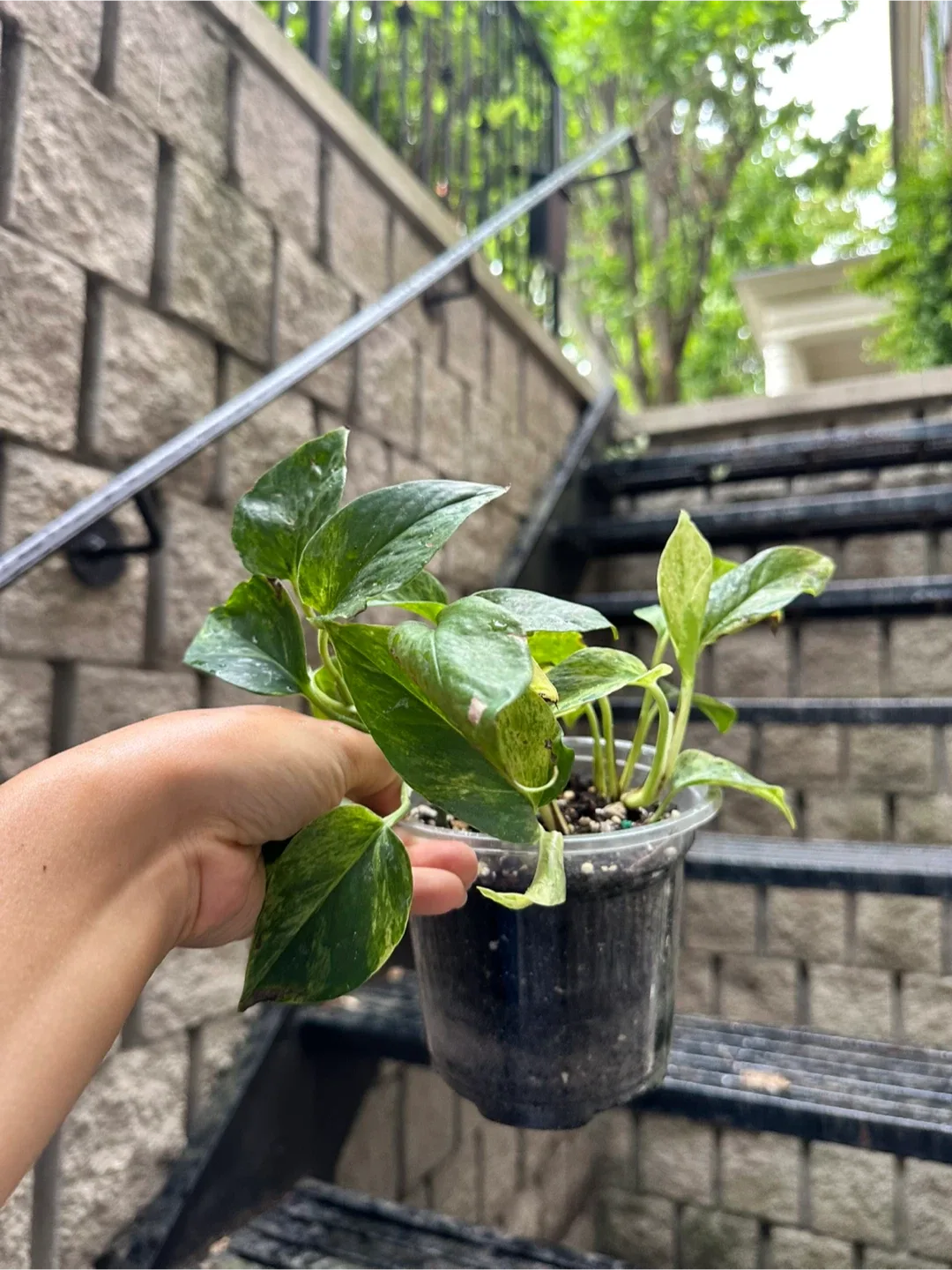 Marble Queen Pothos Plant thumbnail