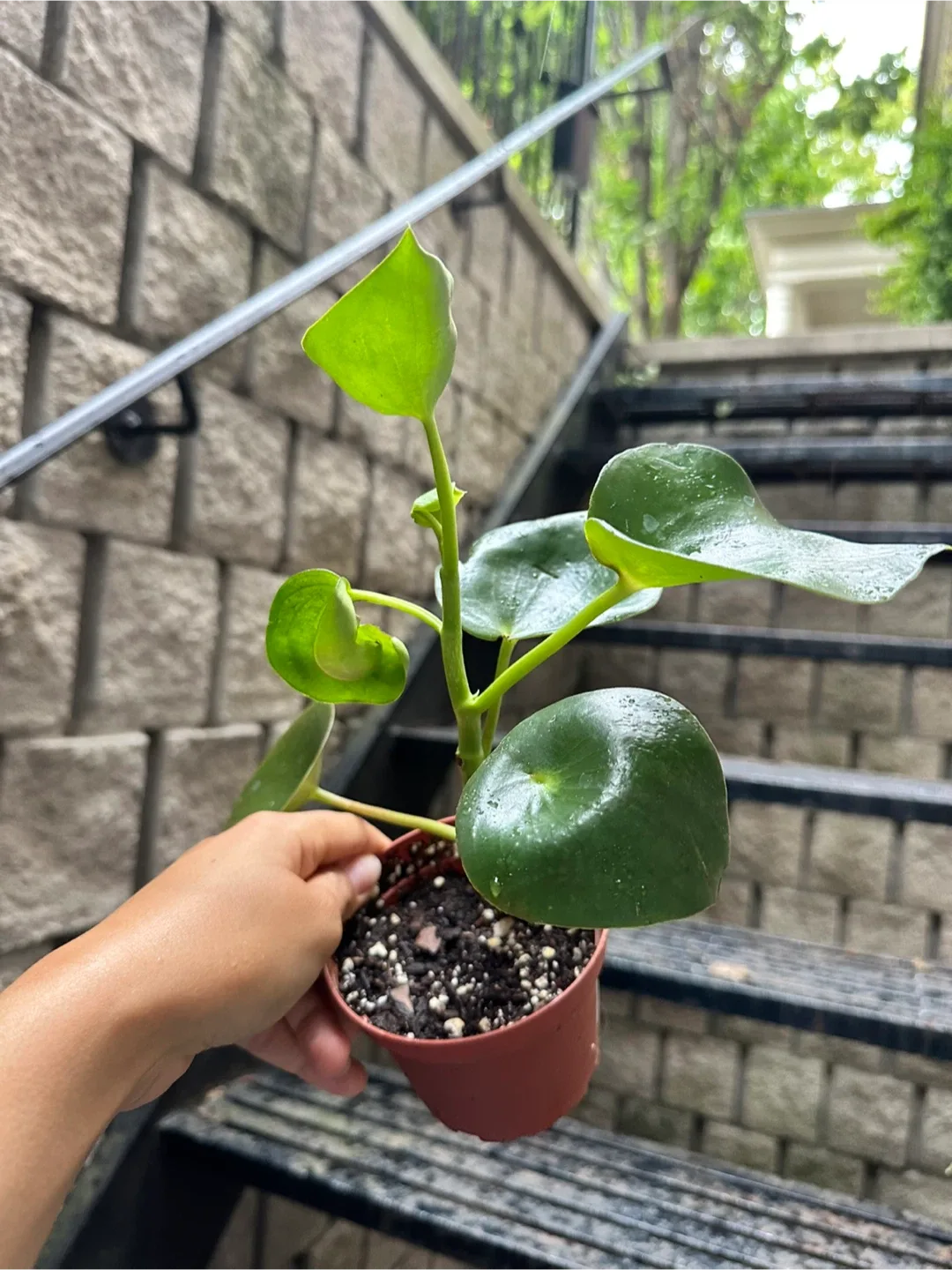 Pepperomia Teardrop Plant thumbnail