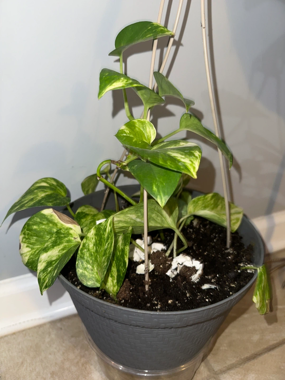Potted Golden Pothos Plant🥕