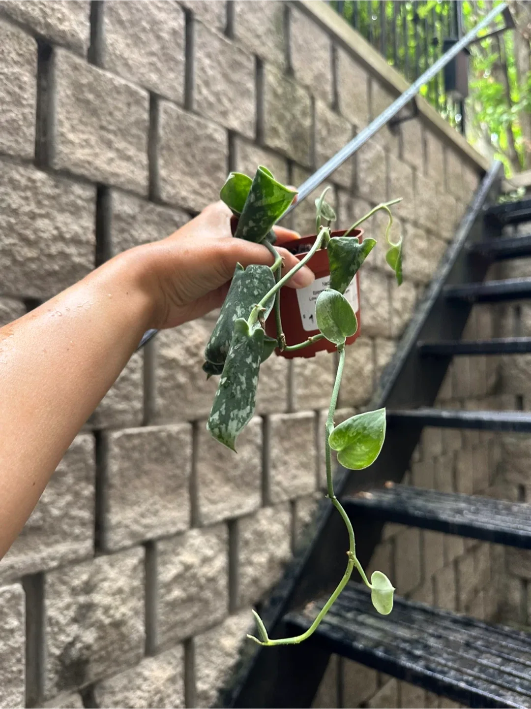 Scindapsus Pictus Argyreus Plant thumbnail