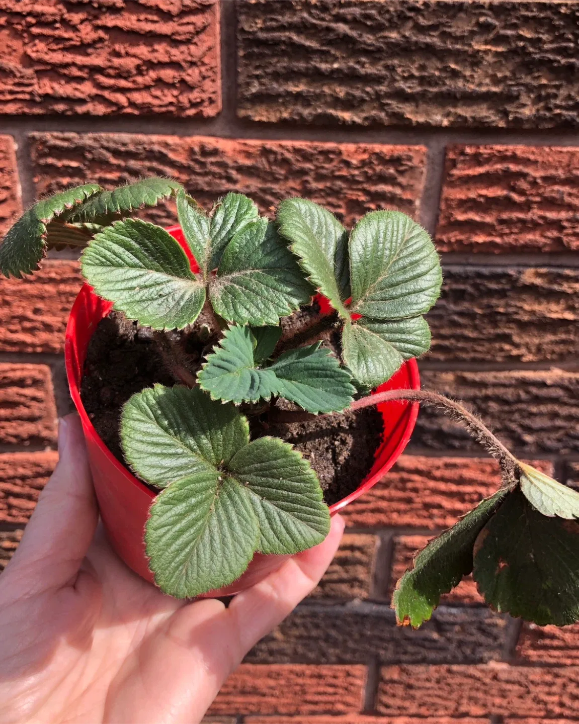 🥕2 Strawberry Plants thumbnail