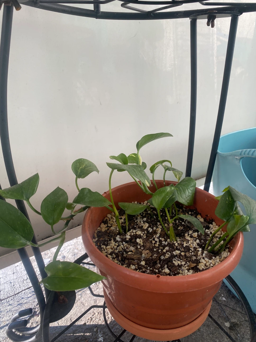 Potted Golden Pothos Plant 🥕