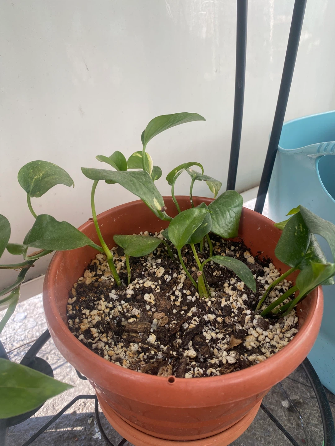 Potted Golden Pothos Plant 🥕 - photo 2