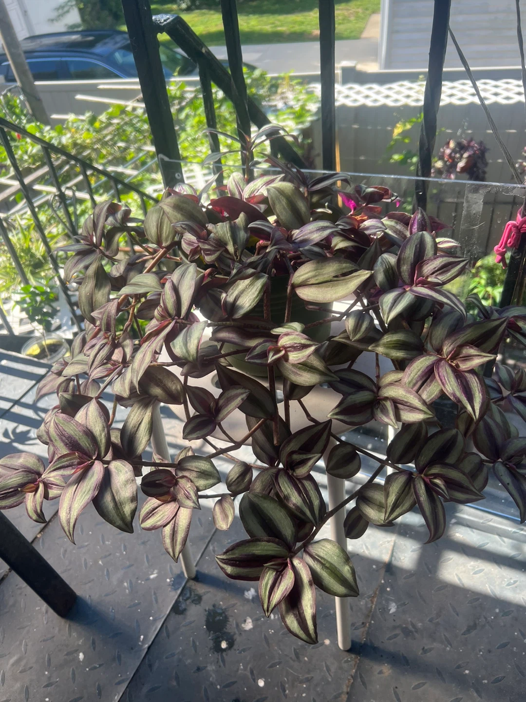 Beautiful large Tradescantia Zebrina Plant - photo 5