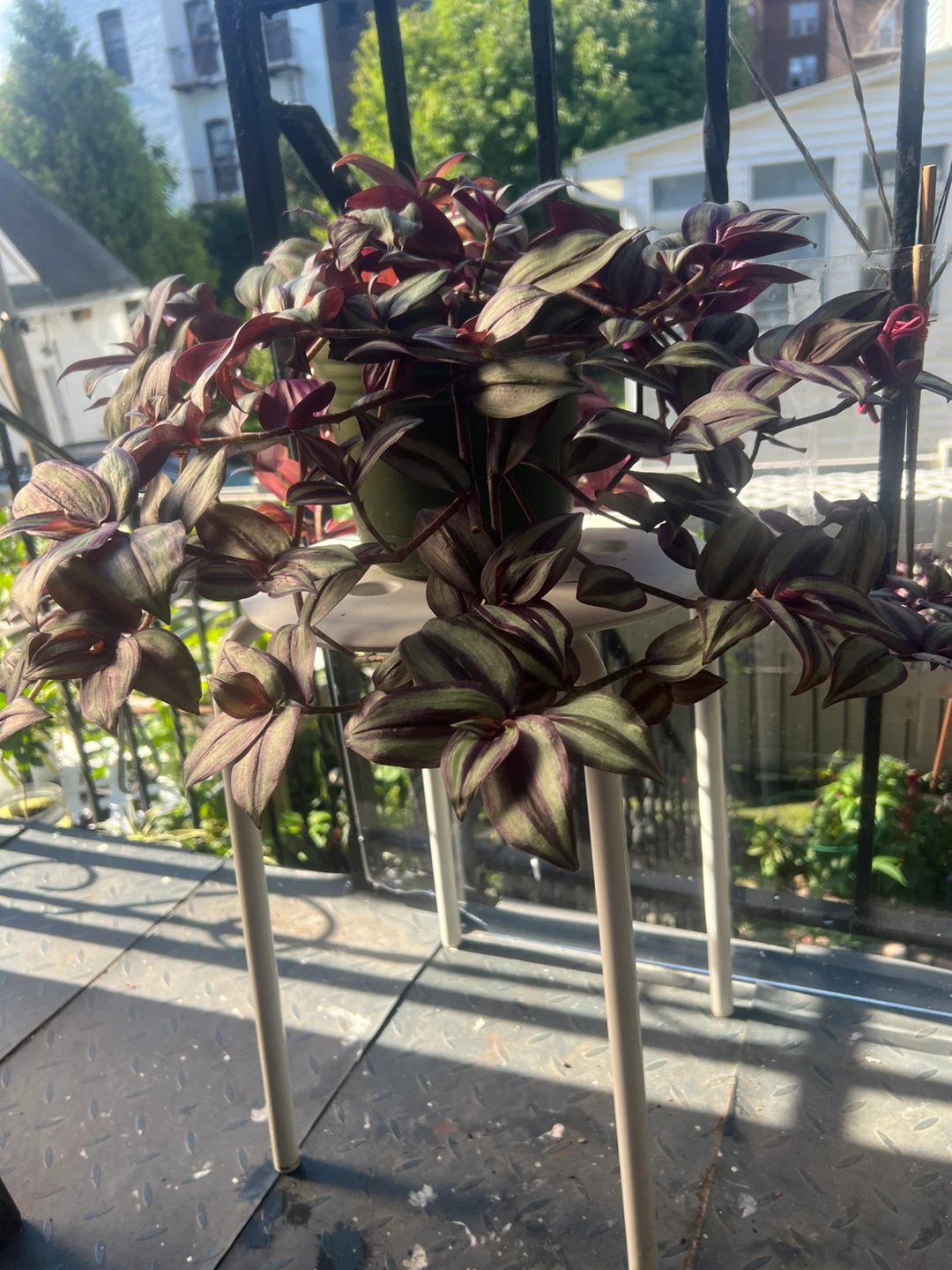 Beautiful large Tradescantia Zebrina Plant - photo 2