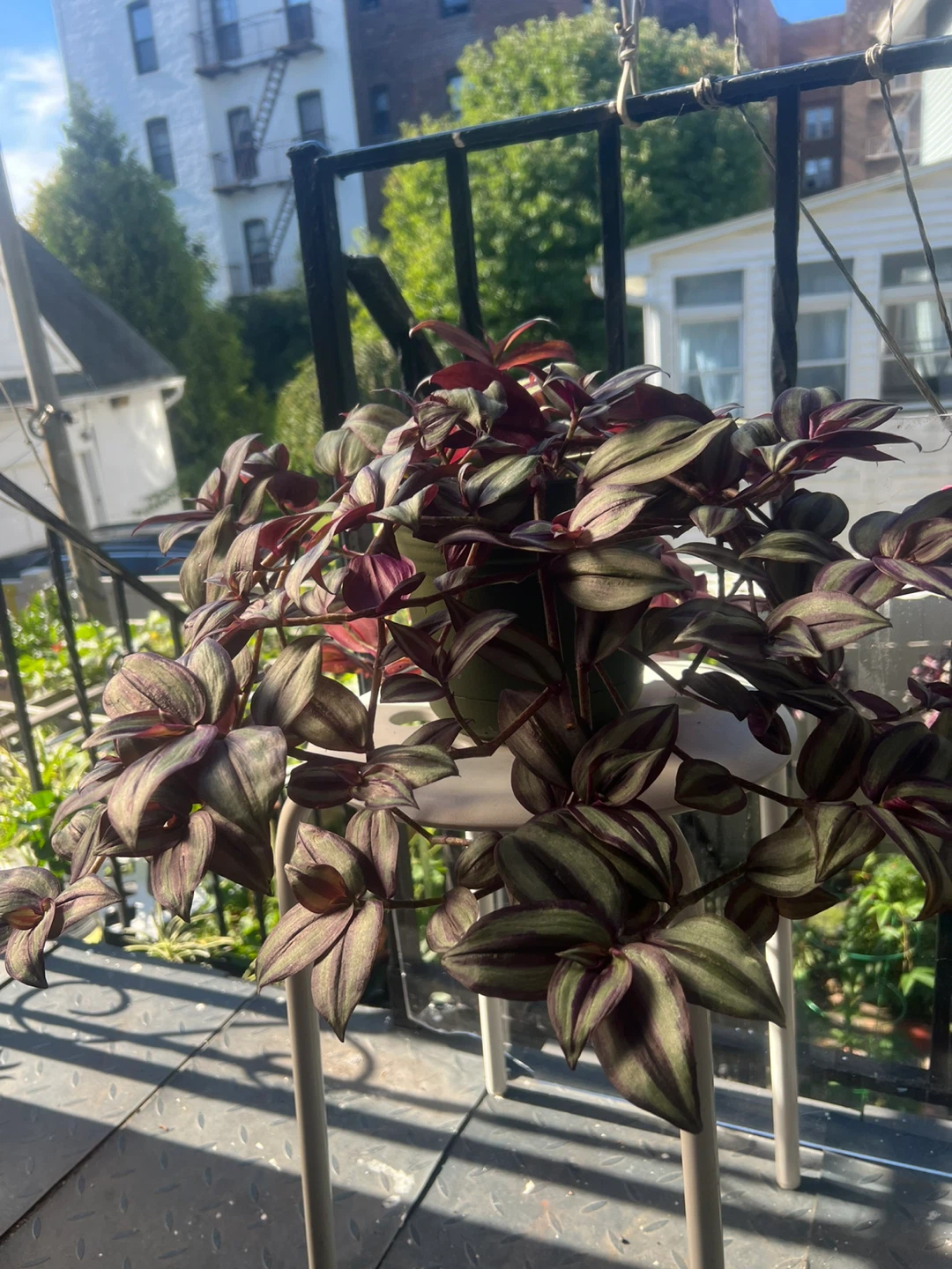 Beautiful large Tradescantia Zebrina Plant