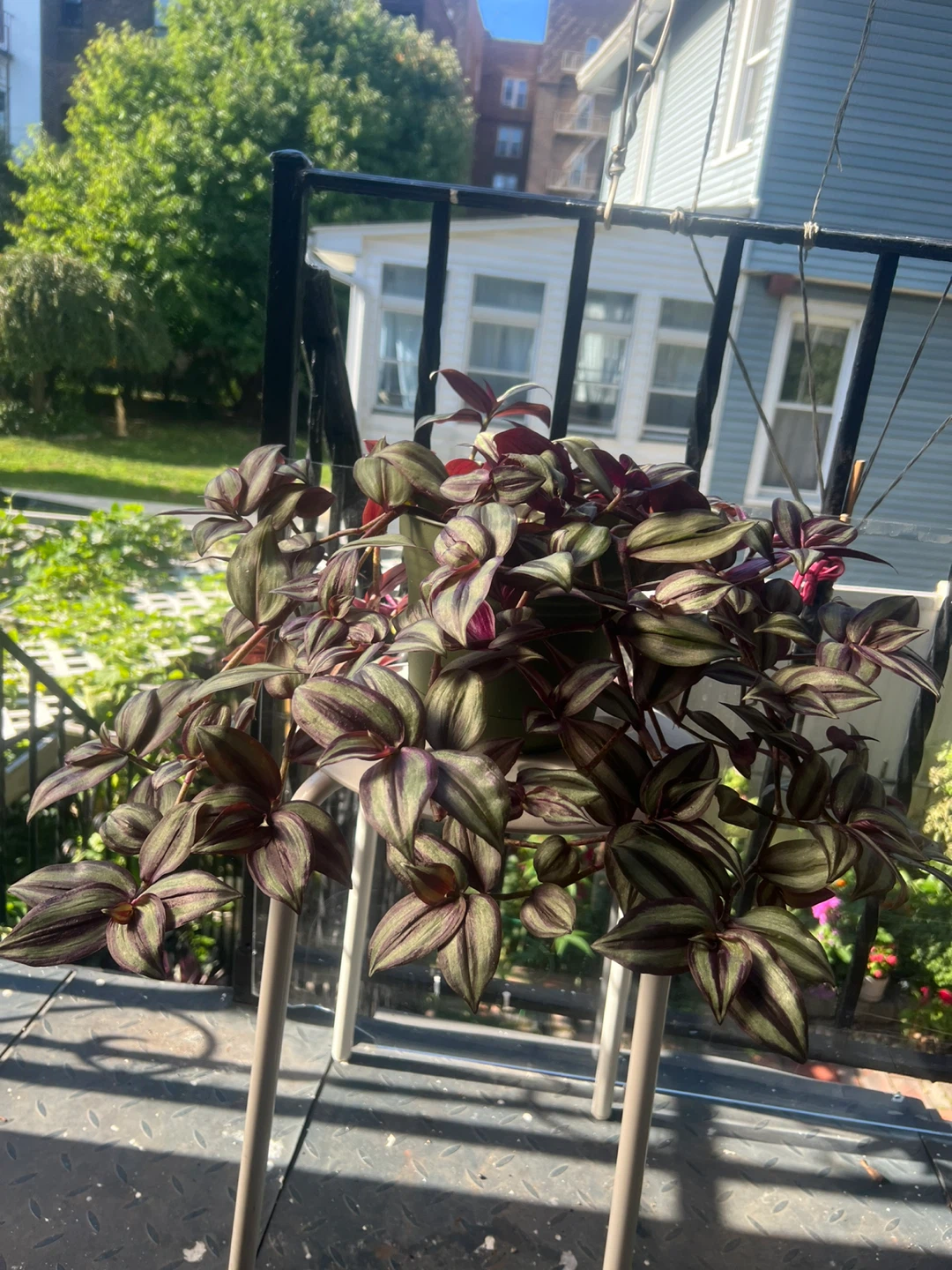 Beautiful large Tradescantia Zebrina Plant - photo 3