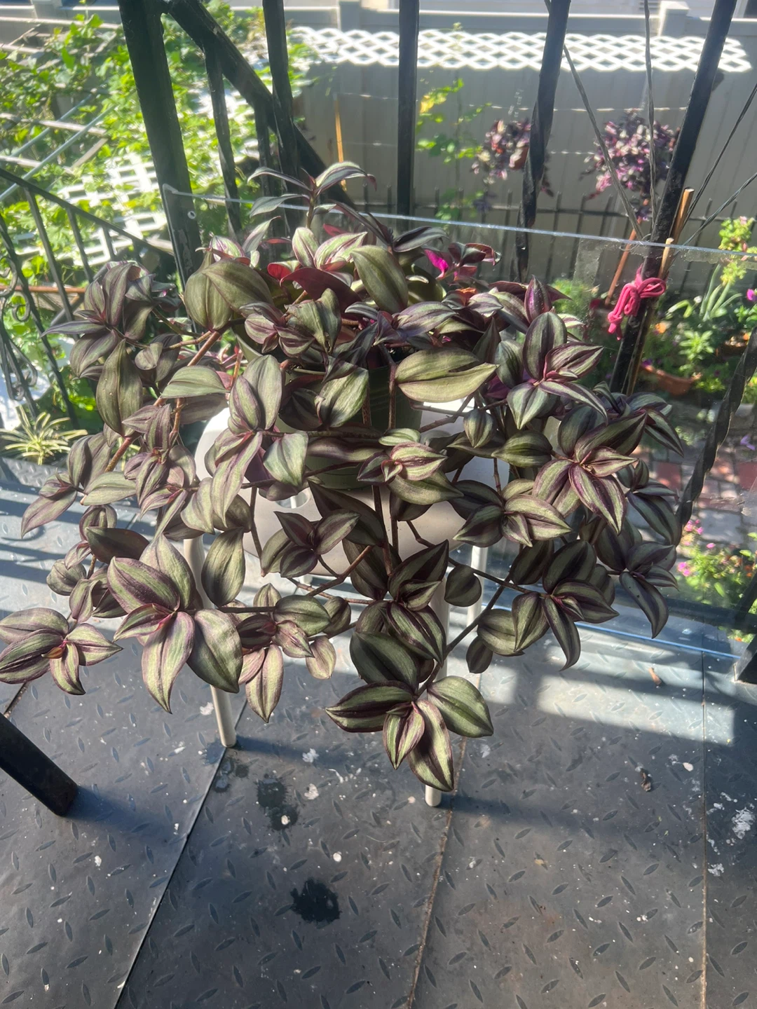 Beautiful large Tradescantia Zebrina Plant - photo 4