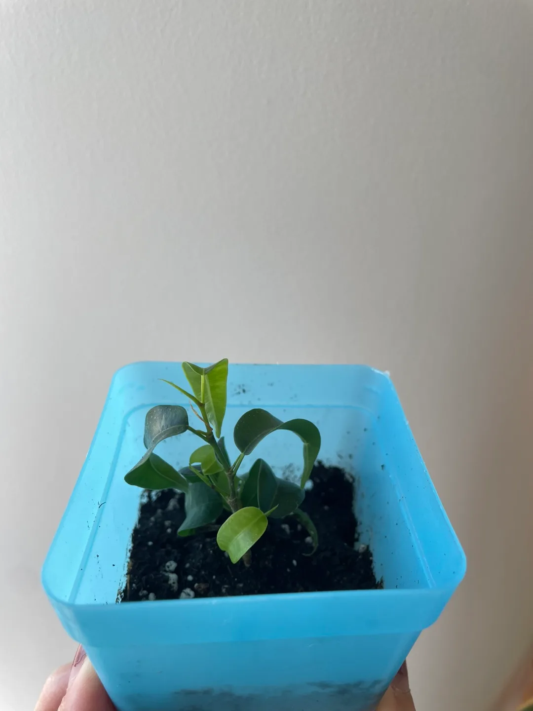 Small Ficus Benjamina Plant potted thumbnail