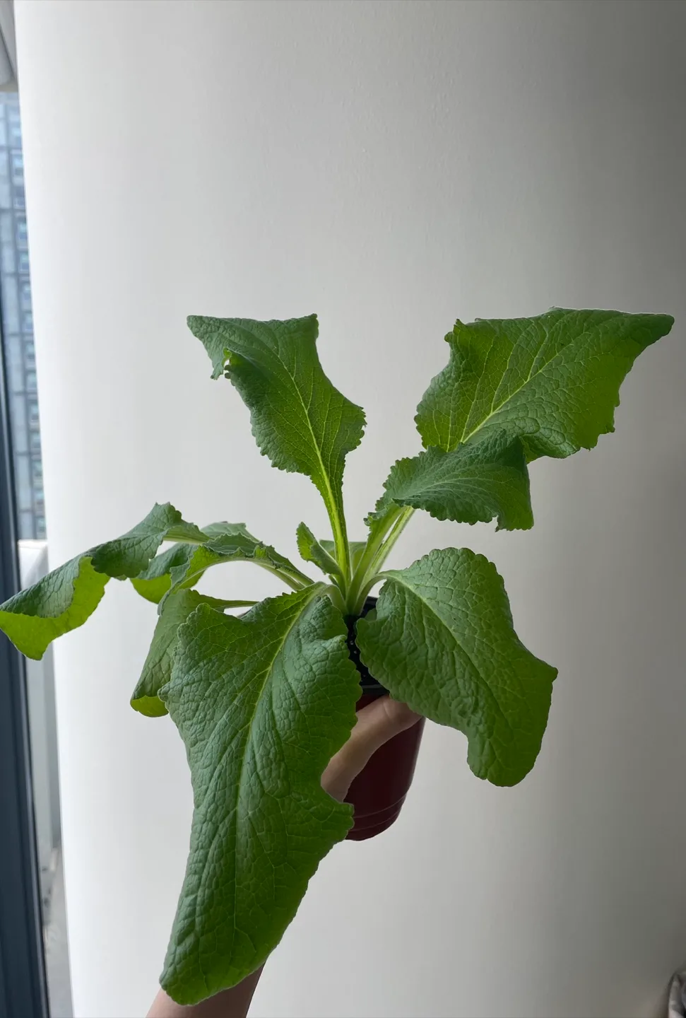 🌱 Plant trade! 🌱 image indicator(3)