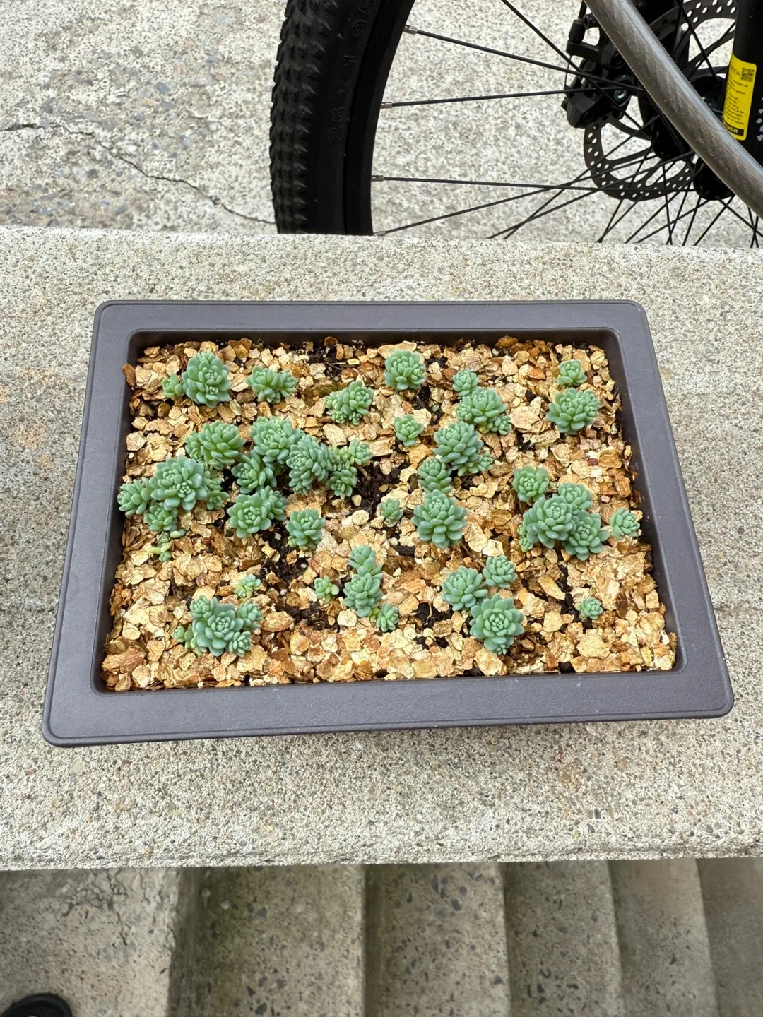 Sedum Dasyphyllum Major Succulent Plant