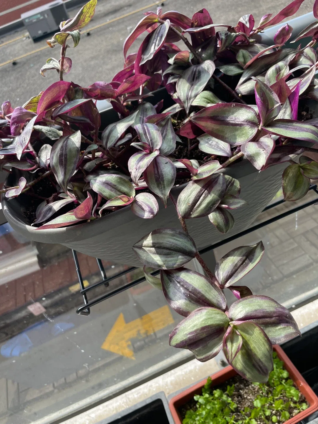 Wandering Jew Plant thumbnail
