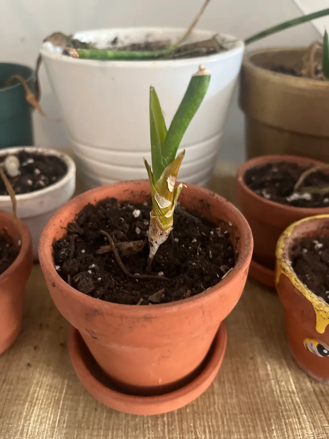 🥕 Potted Plant 🥕 thumbnail