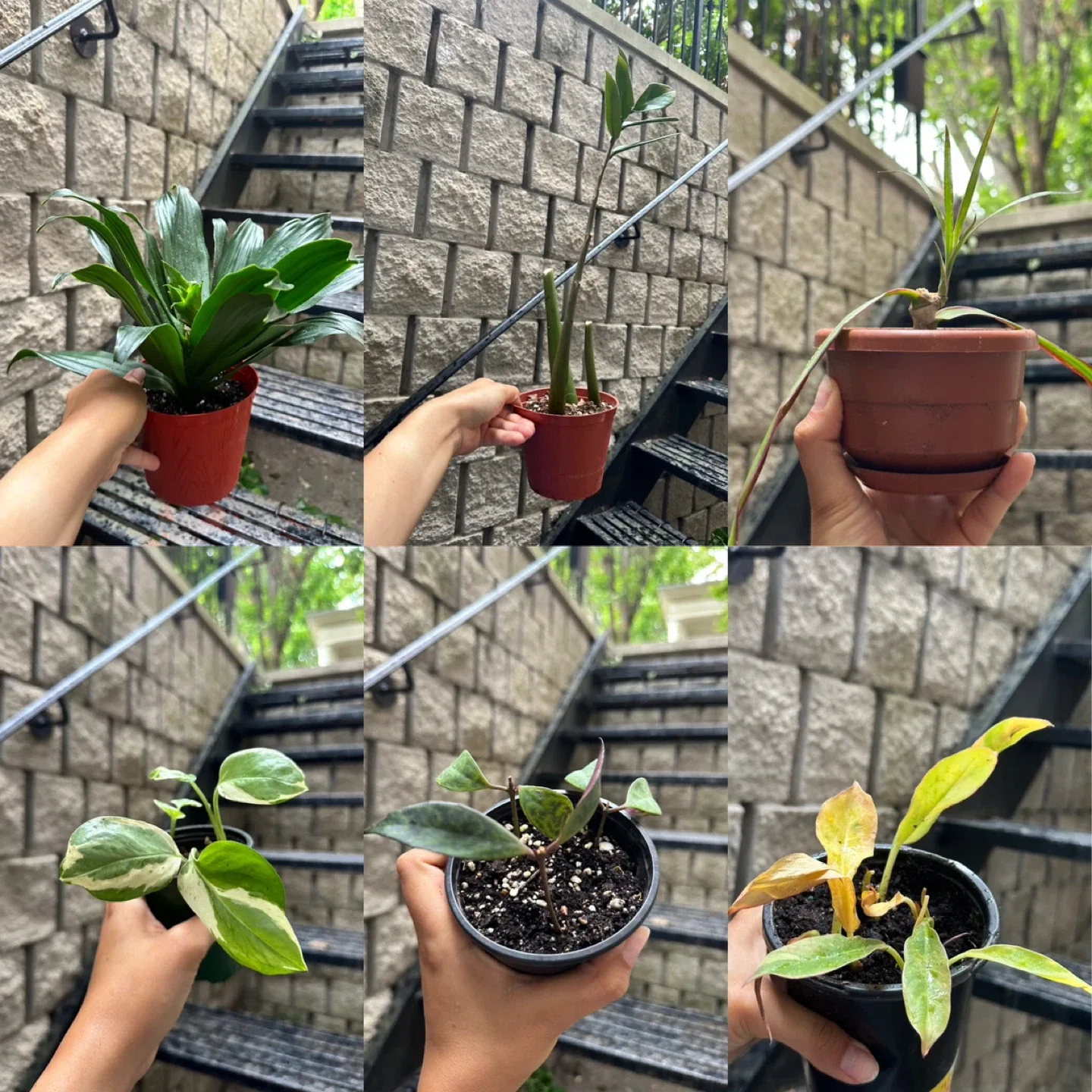 Plant Purge thumbnail