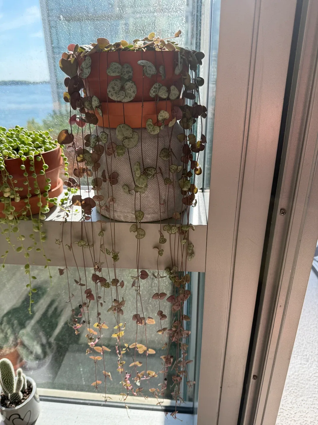 String of Hearts Plant