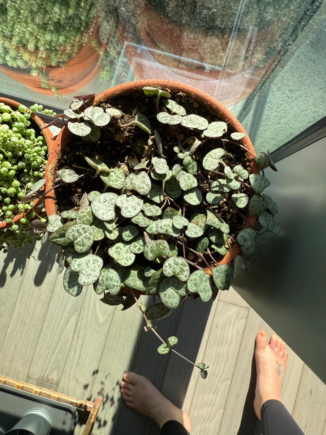 String of Hearts Plant image indicator(2)