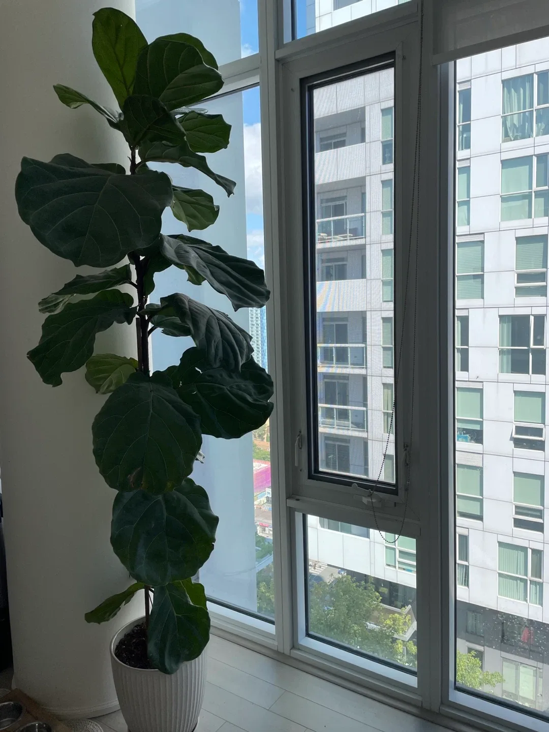 7 feet tall Real Fiddle leaf plant thumbnail