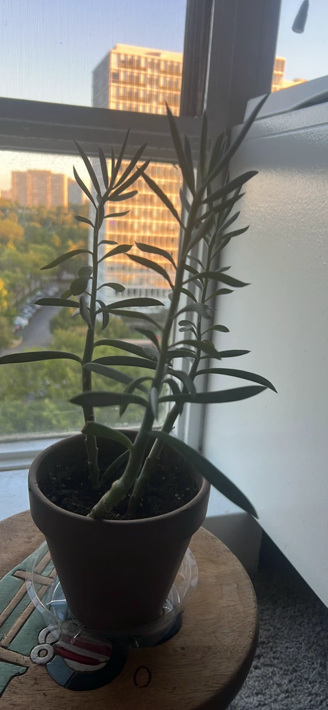 Plants (all for $20) - photo 2