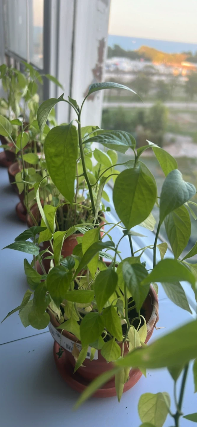Plants (all for $20) - photo 3