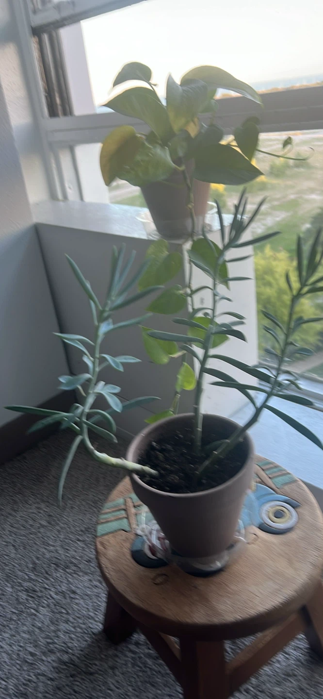 Plants (all for $20) - photo 5