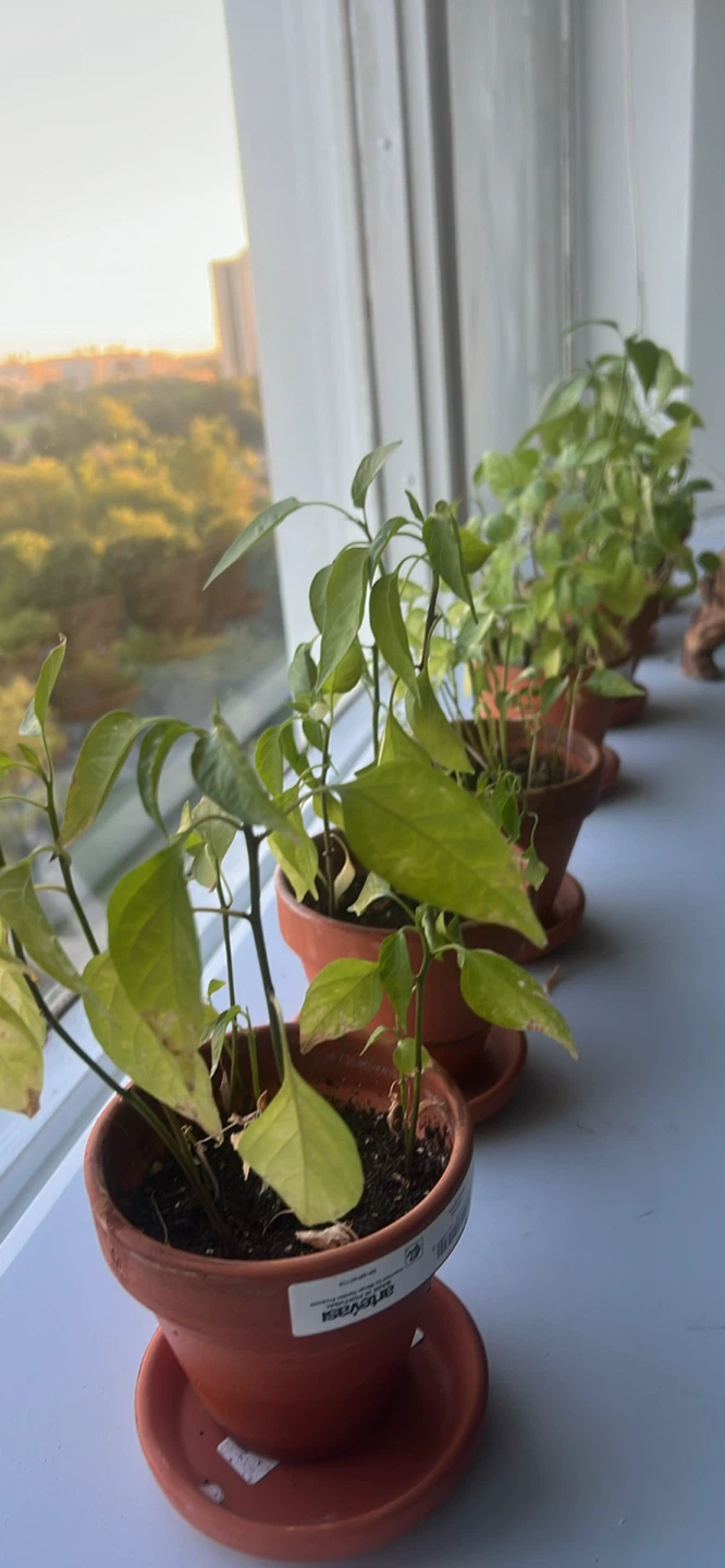 Plants (all for $20) - photo 4