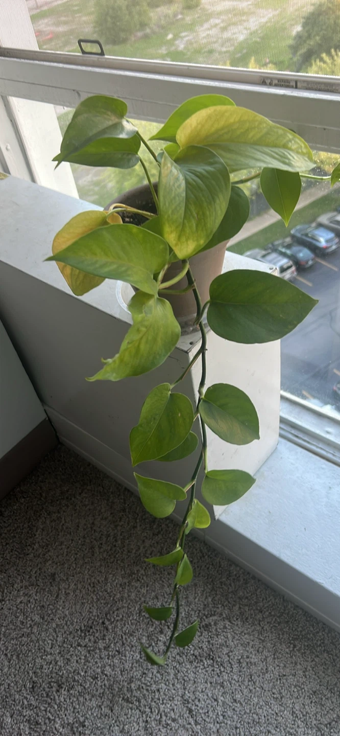 Plants (all for $20)