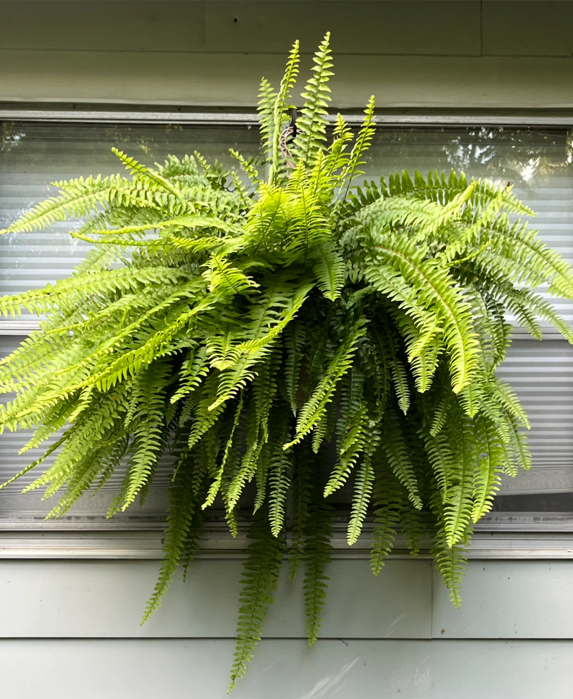 2 Majestic Palms and Boston Fern - photo 3