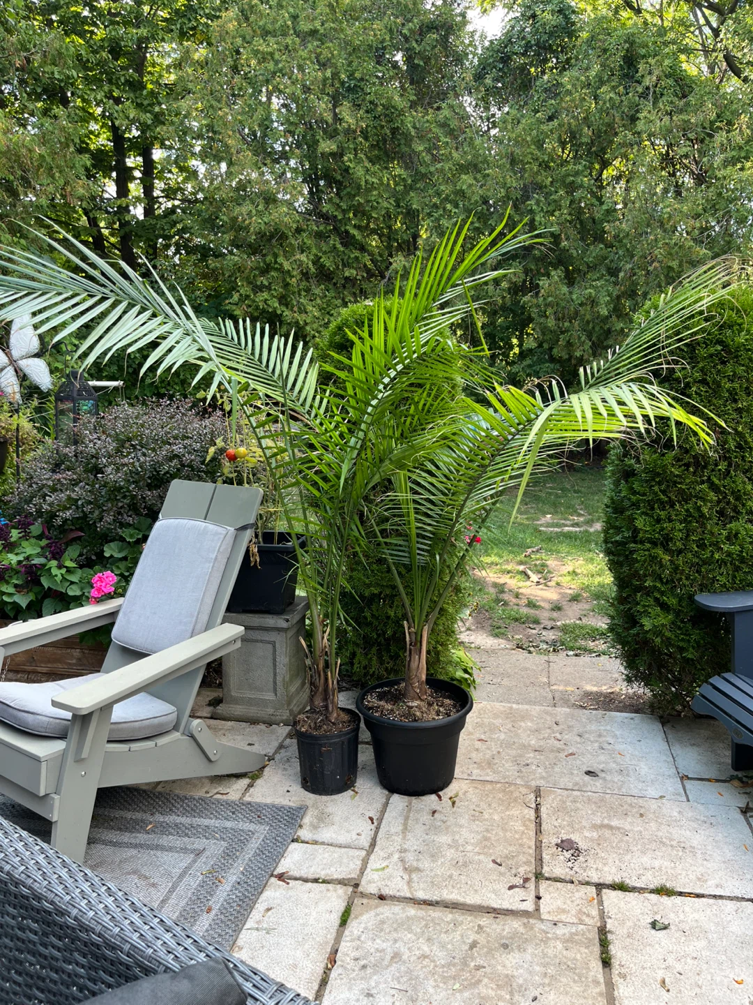 2 Majestic Palms and Boston Fern - photo 2