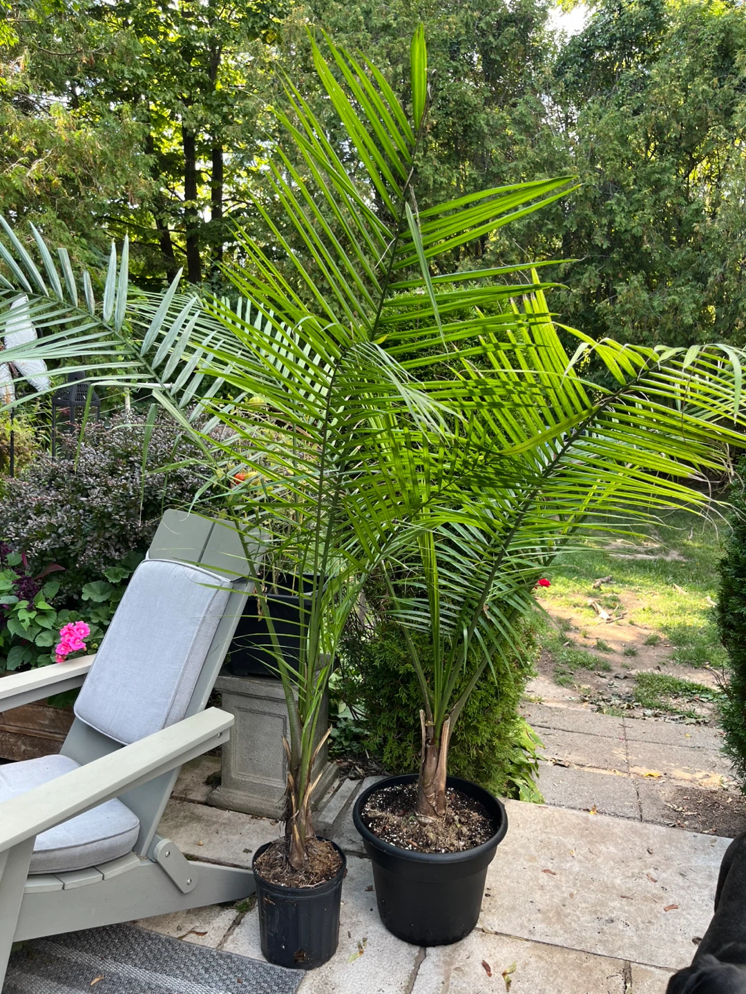 2 Majestic Palms and Boston Fern