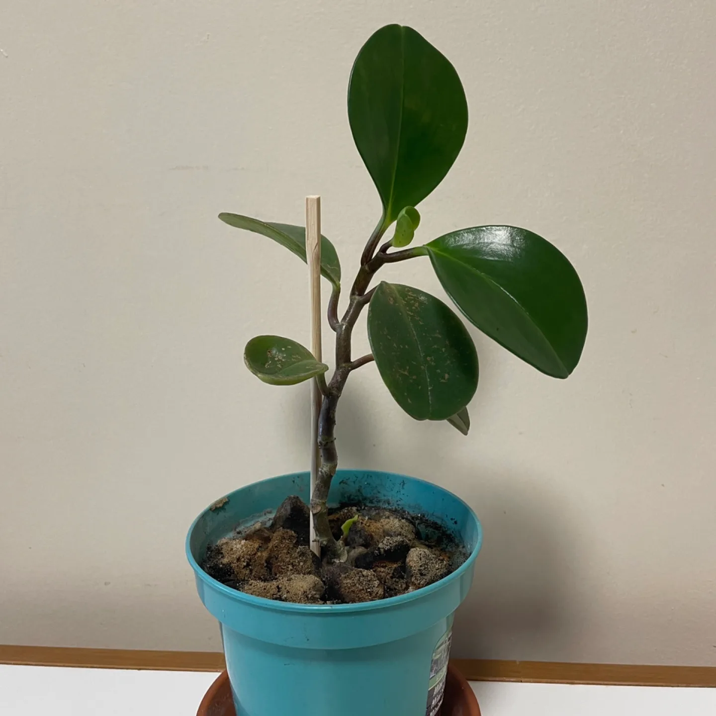 Baby rubber plant thumbnail