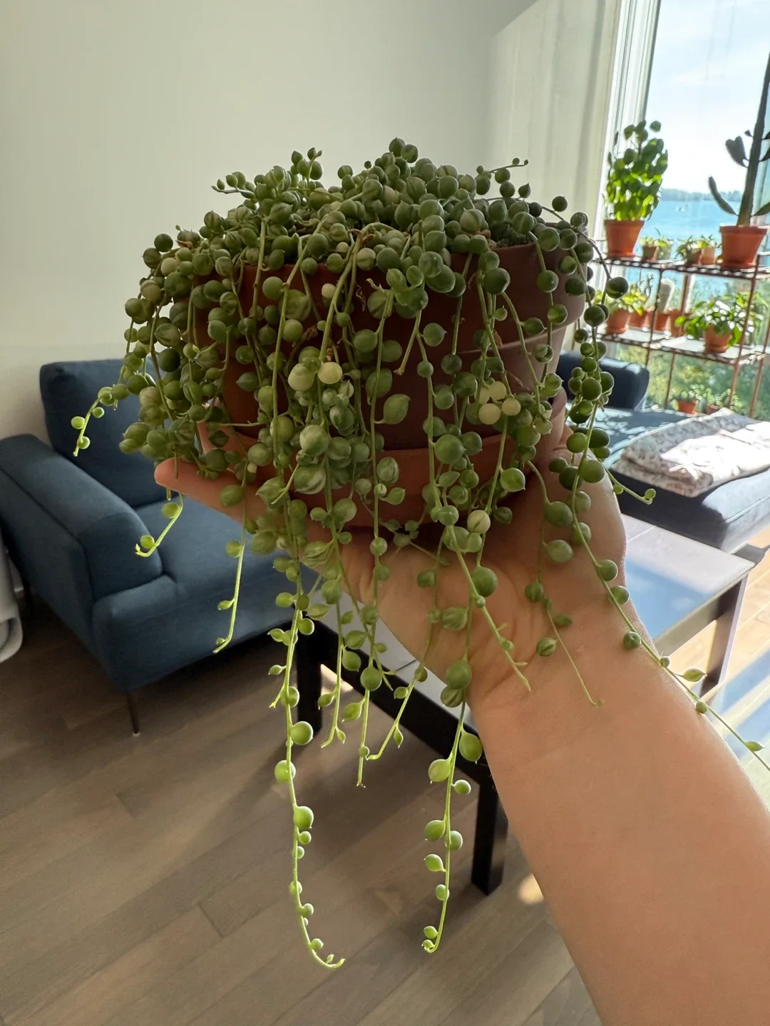 Variegated String of Pearls Plant