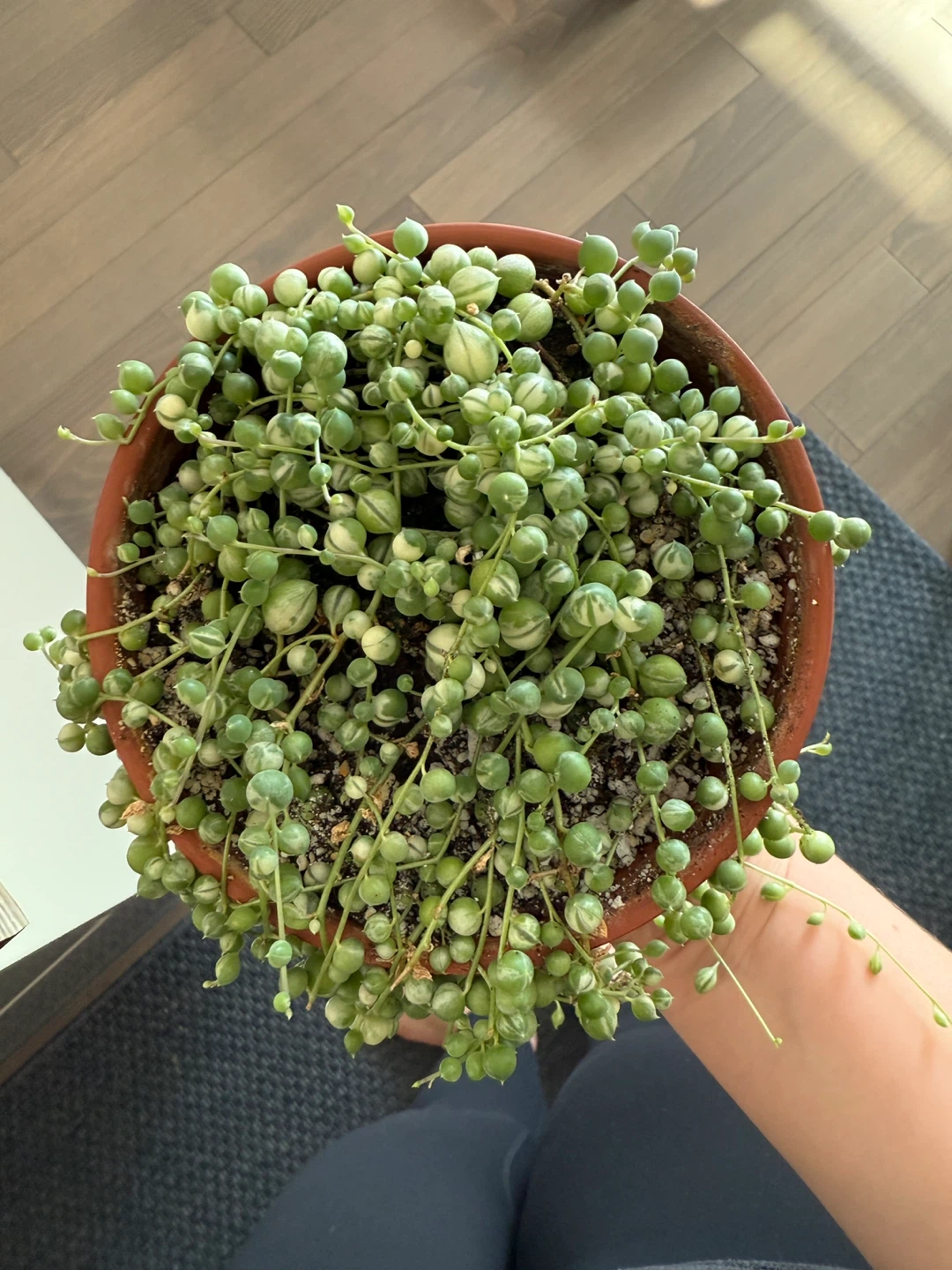 Variegated String of Pearls Plant - photo 2