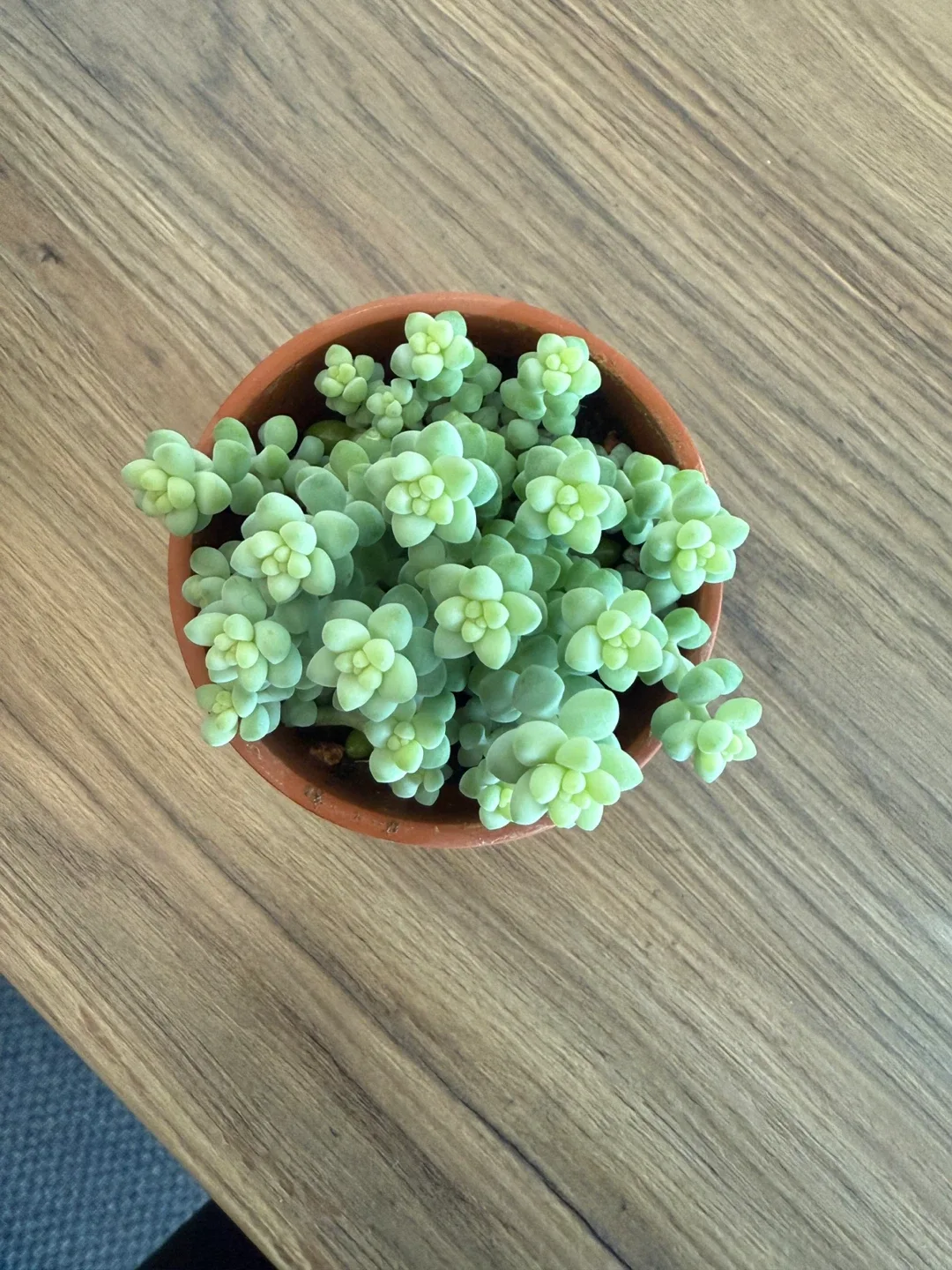 Potted Sedum Burrito Plant image indicator(2)
