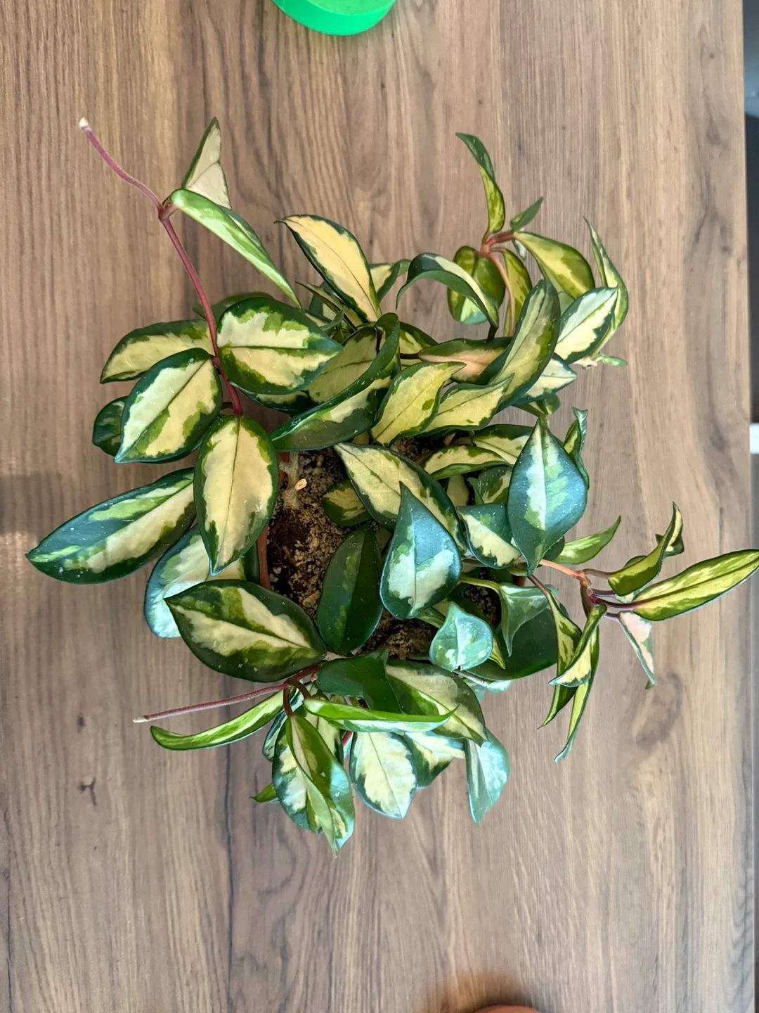 Hoya Carnosa Plant image indicator(2)