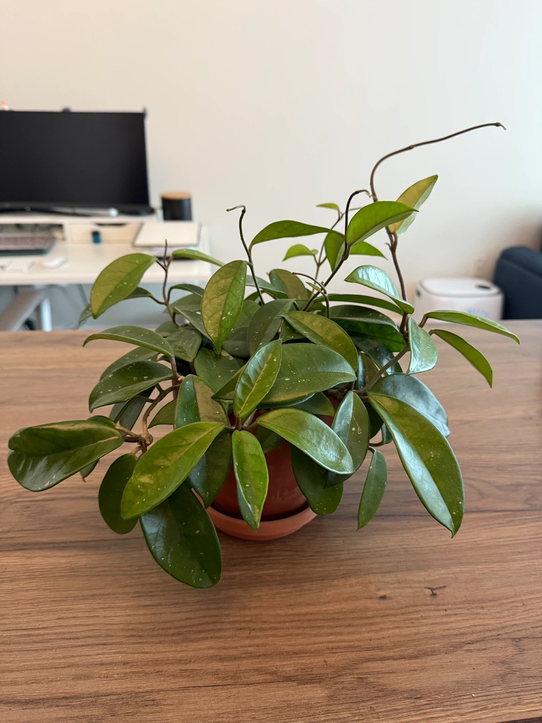 Hoya Plant