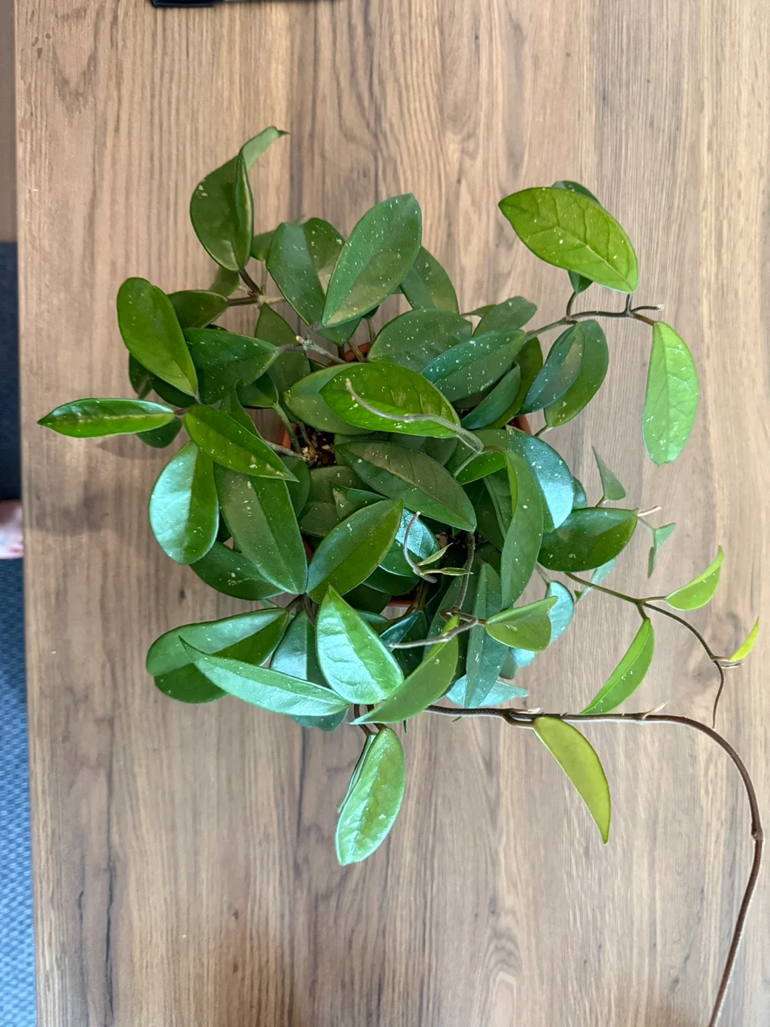 Hoya Plant image indicator(2)