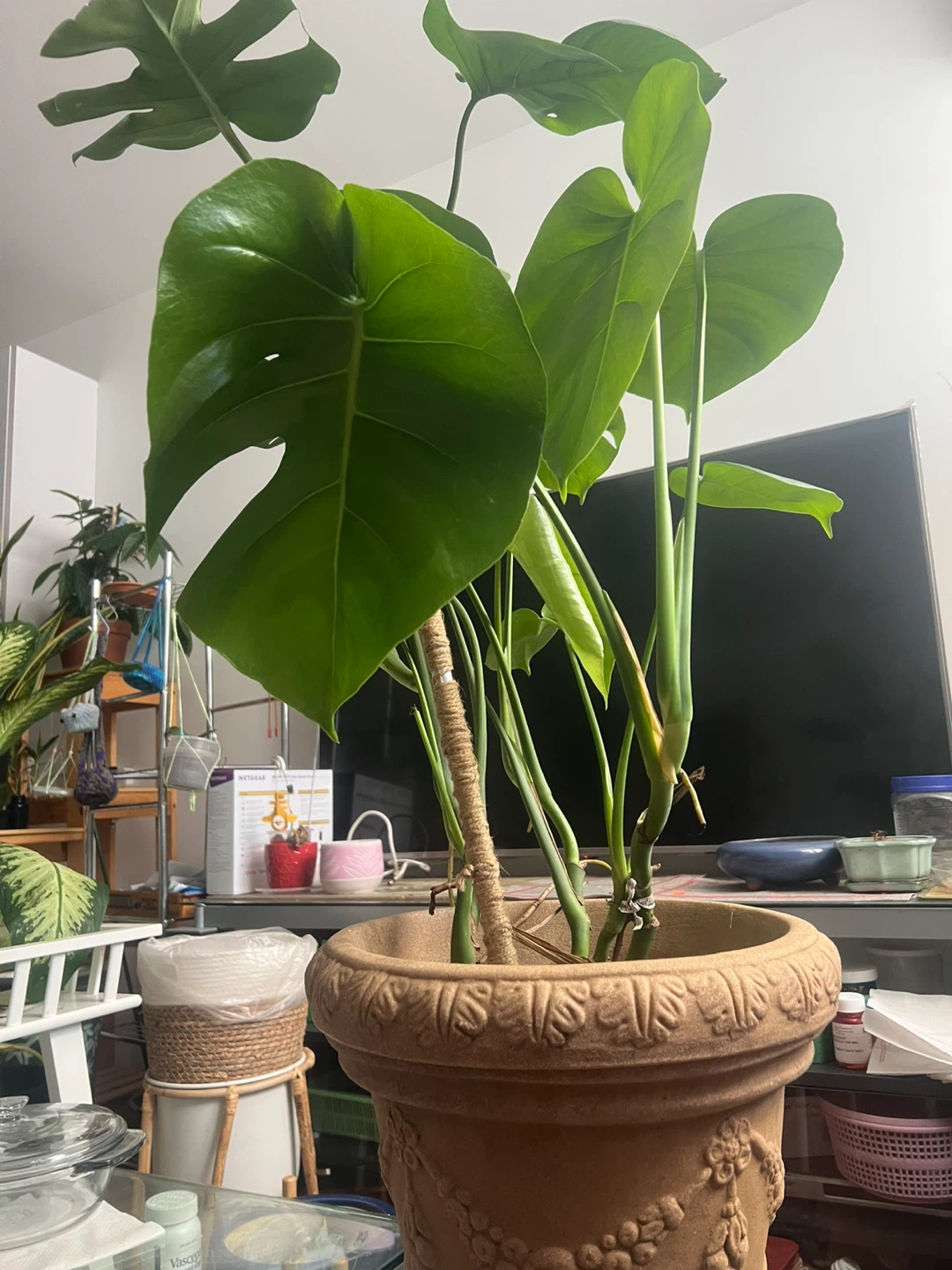 Beautiful large Monstera Plant in decorative pot - photo 4