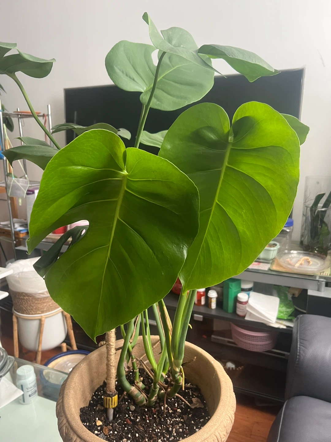 Beautiful large Monstera Plant in decorative pot