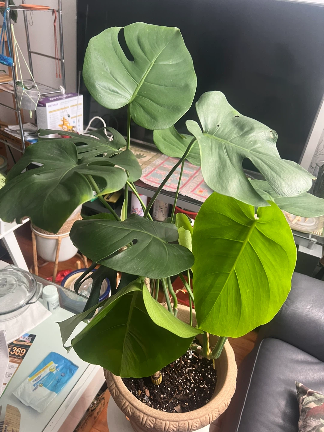 Beautiful large Monstera Plant in decorative pot - photo 5