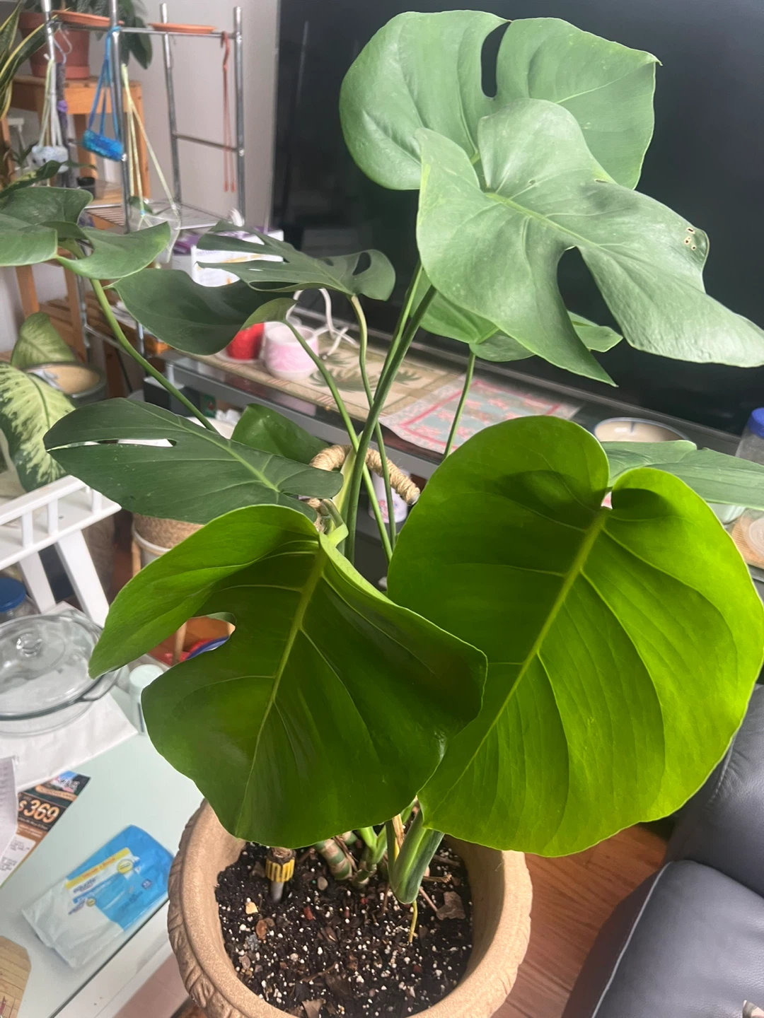 Beautiful large Monstera Plant in decorative pot - photo 3