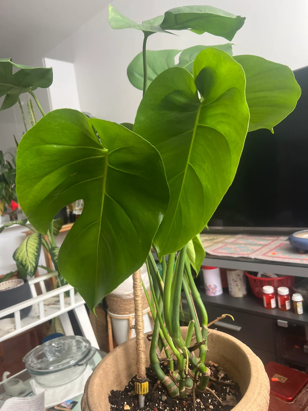 Beautiful large Monstera Plant in decorative pot - photo 2