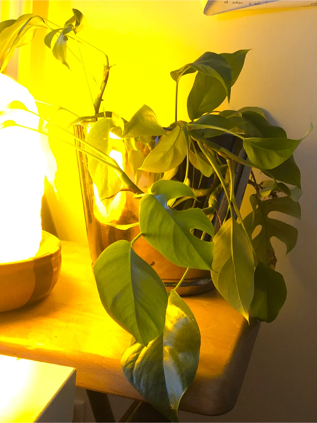 Potted mini Monstera Plant - photo 4
