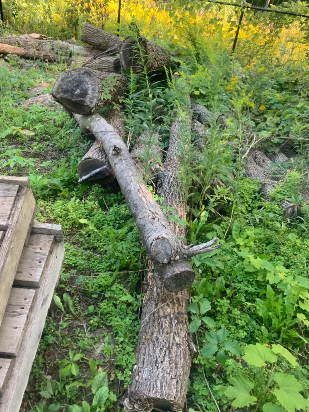 Black walnut tree logs image indicator(4)