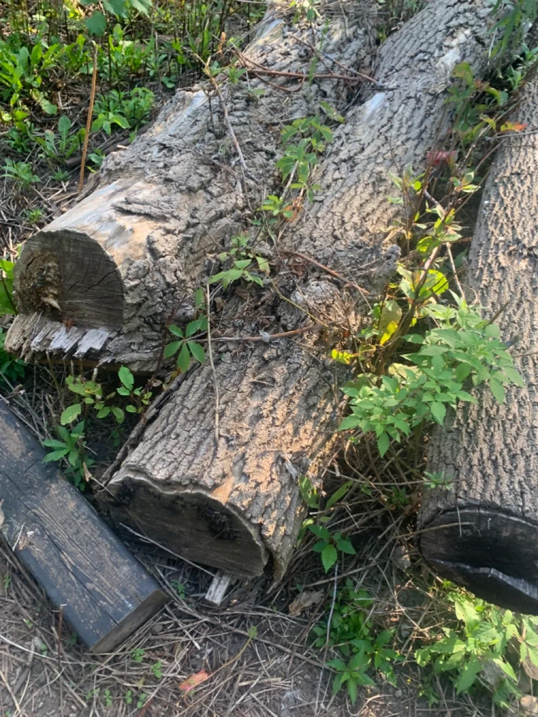 Black walnut tree logs image indicator(5)