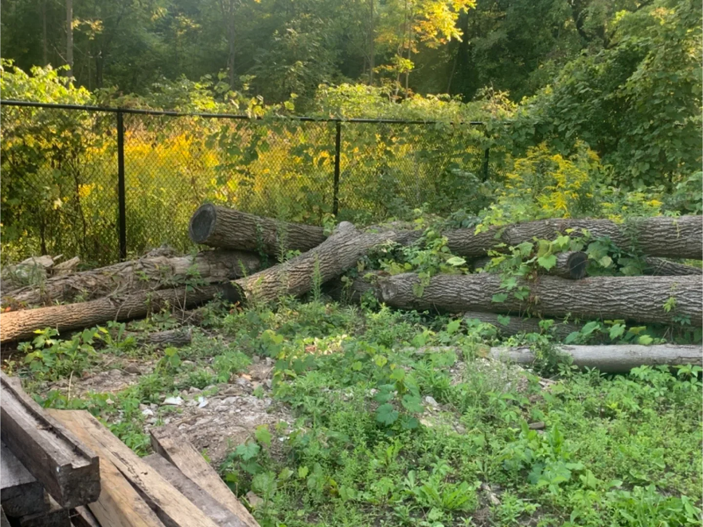 Black walnut tree logs image indicator(3)