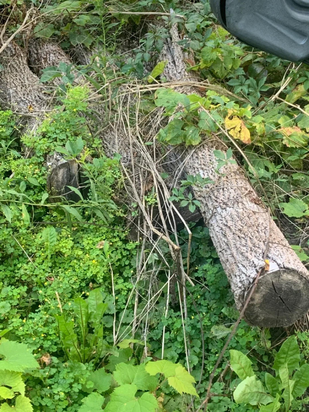 Black walnut tree logs image indicator(2)