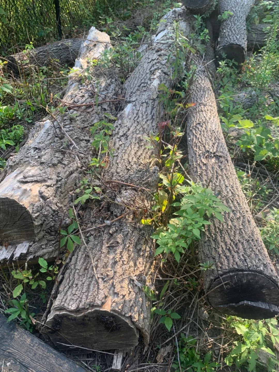 Black walnut tree logs image indicator(6)