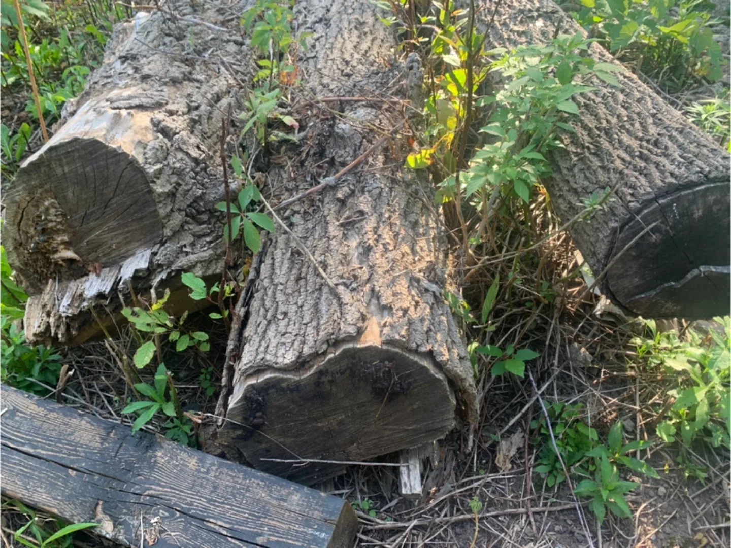 Black walnut tree logs image indicator(7)
