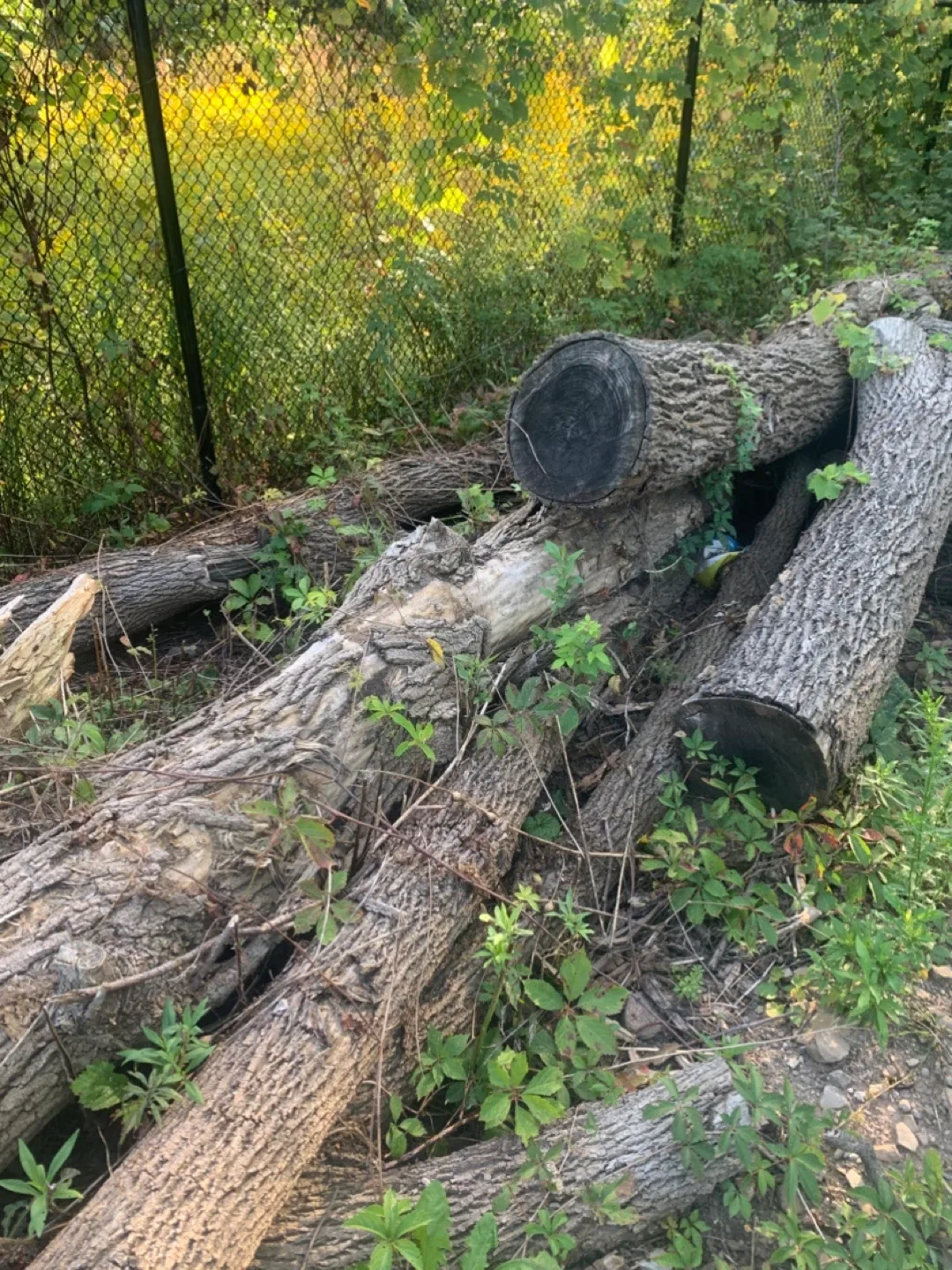 Black walnut tree logs image indicator(8)